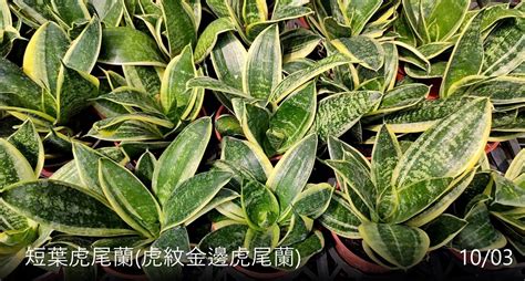 短葉虎尾蘭|短葉虎尾蘭品種：發現這片綠意中的多樣魅力 – 植物盆栽綠寶典